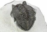 Tower-Eyed Erbenochile Trilobite - Ou Driss, Morocco #254076-5